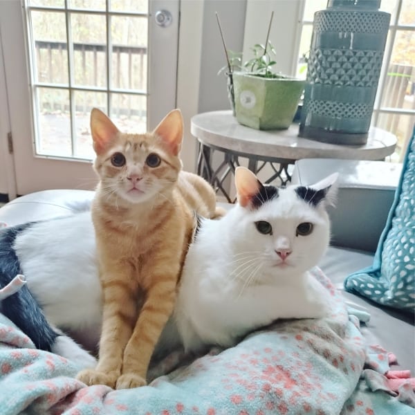 orange kitten laying on top of larger white cat