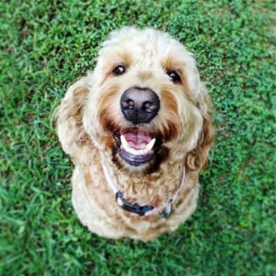 Happy golden doodle dog smiling up at camera